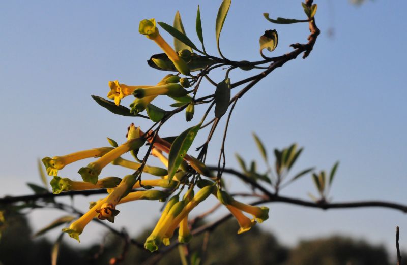 Nicotiana glauca / Tabacco glauco